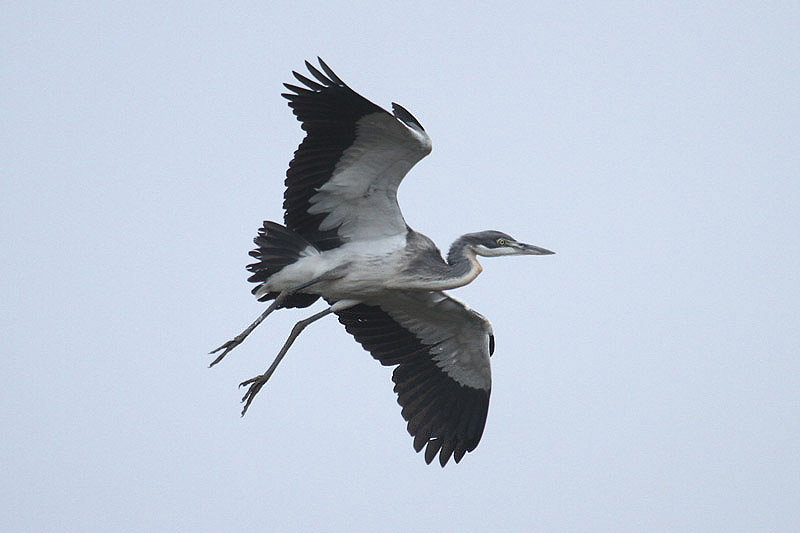 Black-headed Heron by Mick Dryden