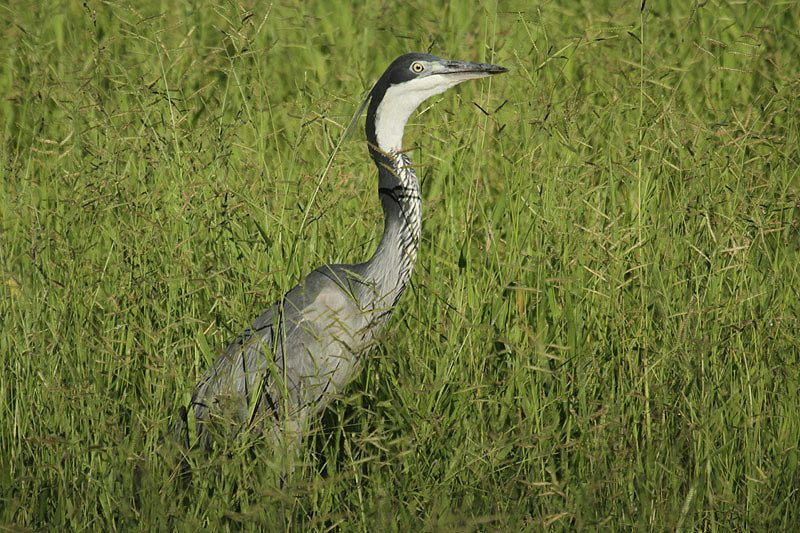 Black-headed Heron by Mick Dryden