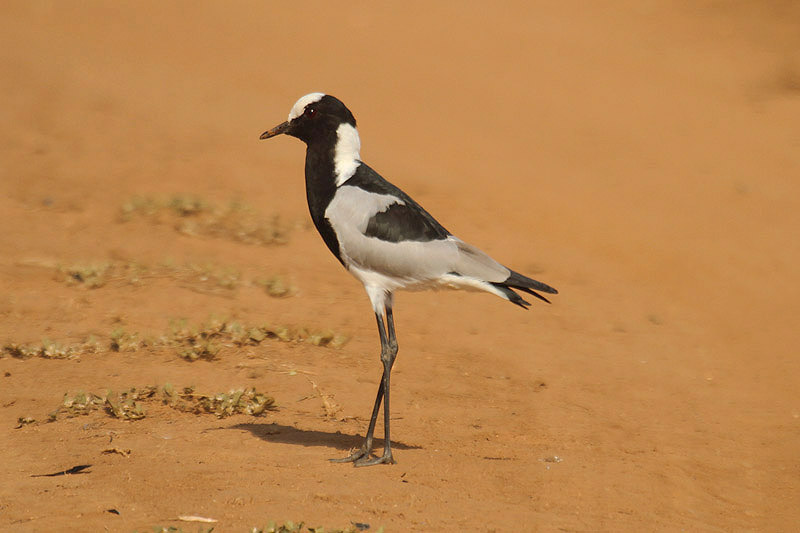 Blacksmith Plover by Mick Dryden