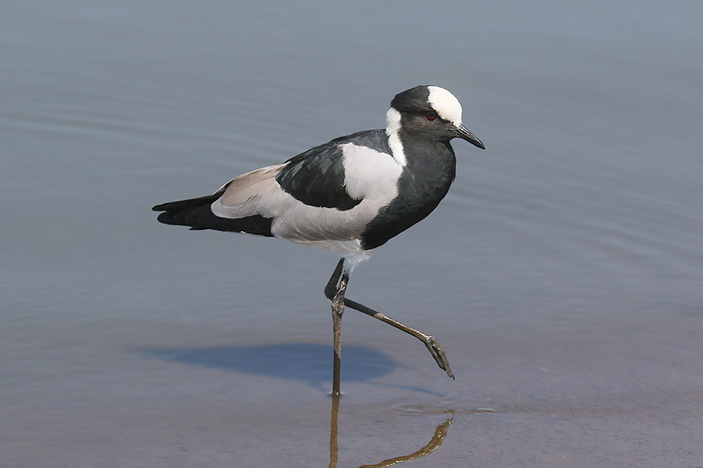 Blacksmith Plover by Mick Dryden