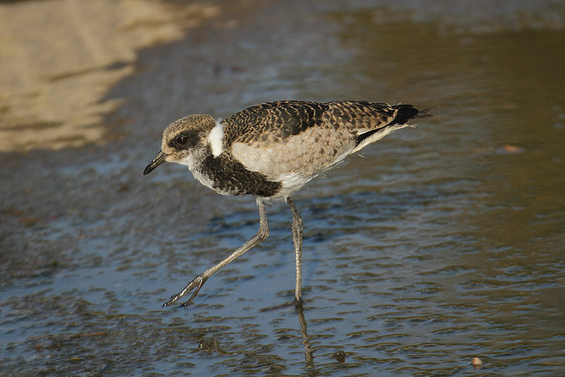 Blacksmith Lapwing by Mick Dryden