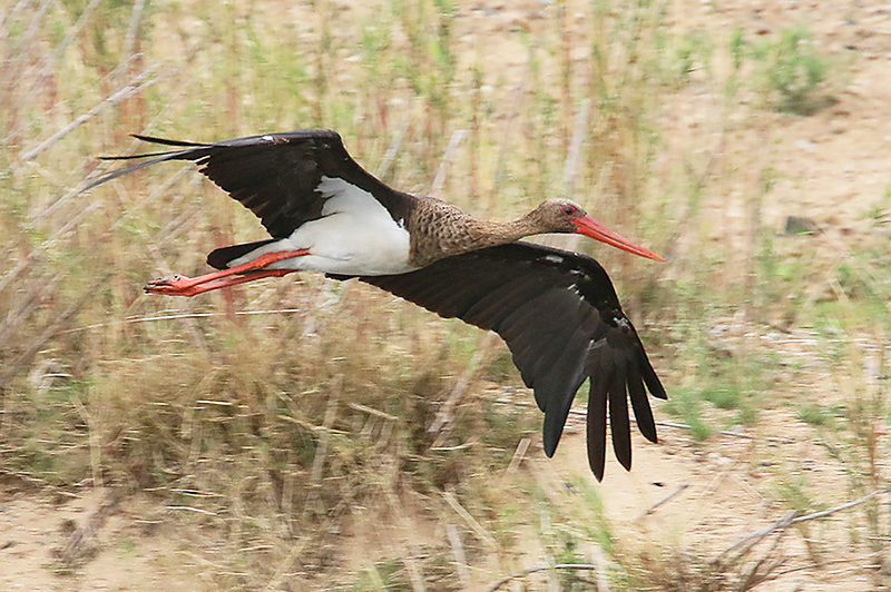 Black Stork by Mick Dryden