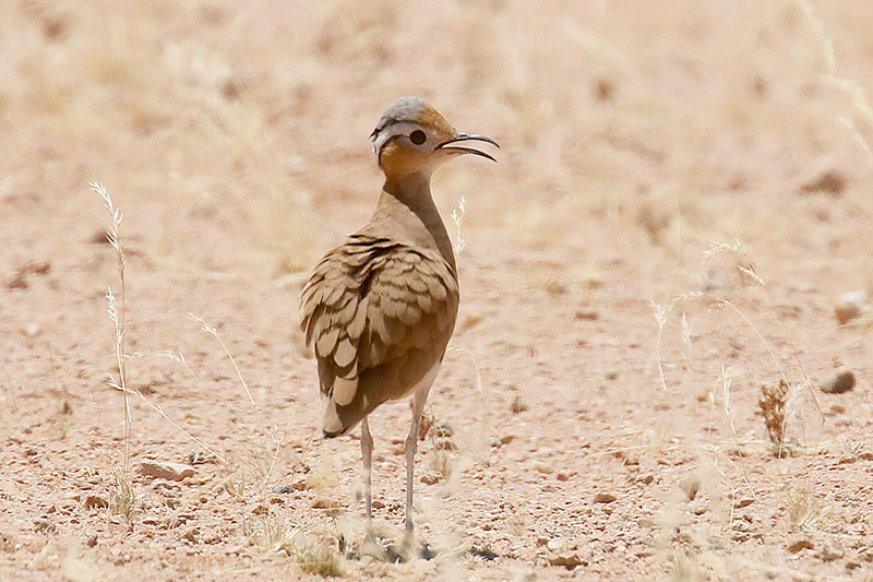 Burchells Courser by Mick Dryden