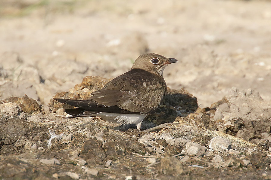 Black winged Pratincole by Mick Dryden