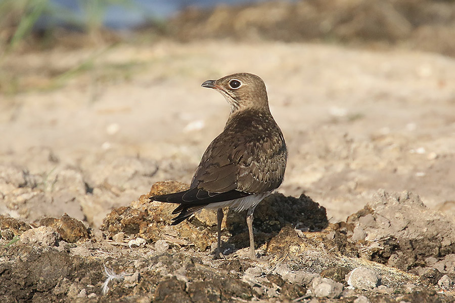 Black winged Pratincole by Mick Dryden