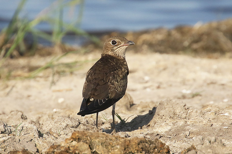 Black winged Pratincole by Mick Dryden