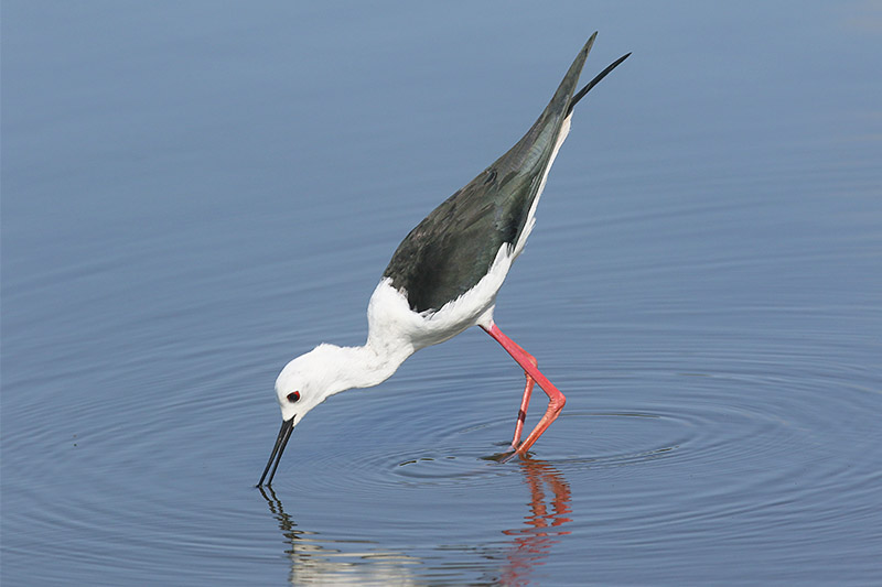 Black-winged Stilt by Mick Dryden