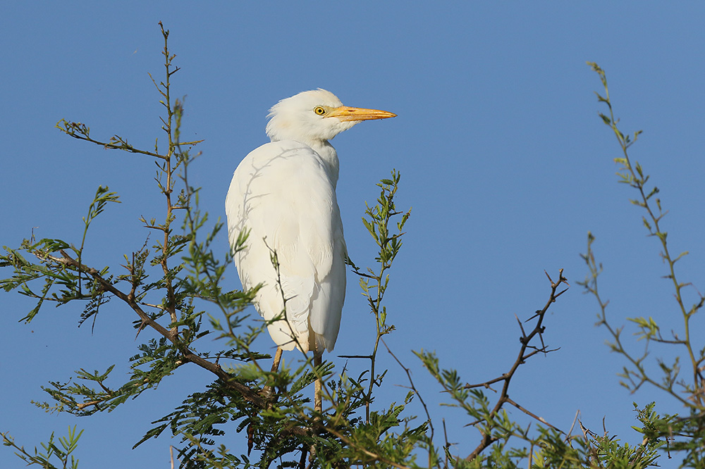 Cattle Egret by Mick Dryden