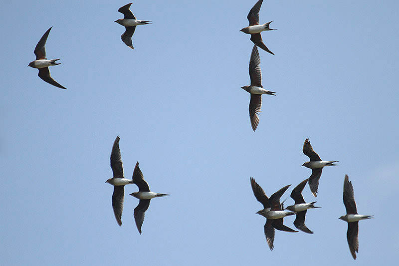 Collared Pratincole by Mick Dryden