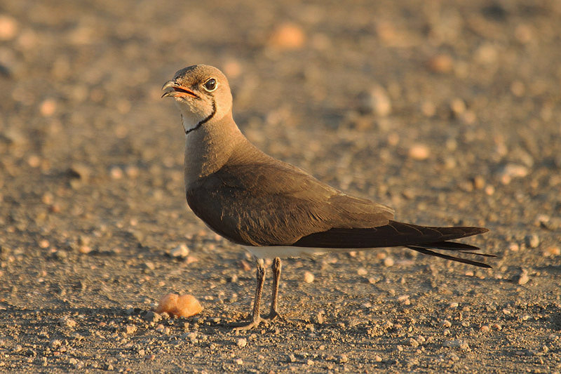 Collared Pratincole by Mick Dryden