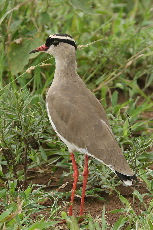 Crowned Lapwing by Mick Dryden