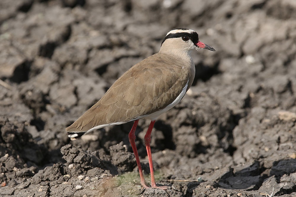 Crowned Lapwing by Mick Dryden