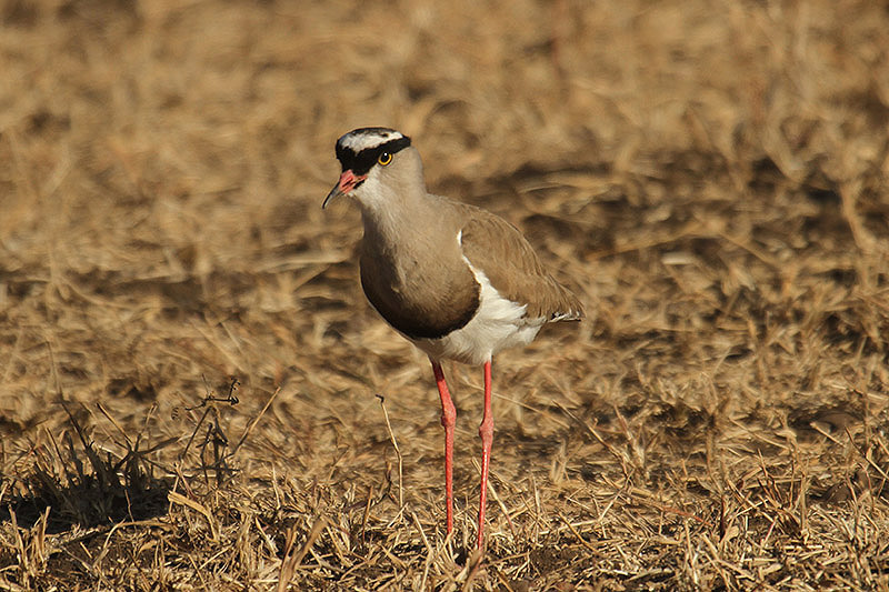 Crowned Lapwing by Mick Dryden