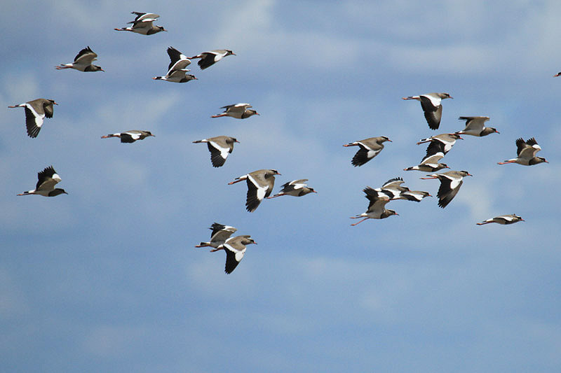 Crowned Lapwings by Mick Dryden