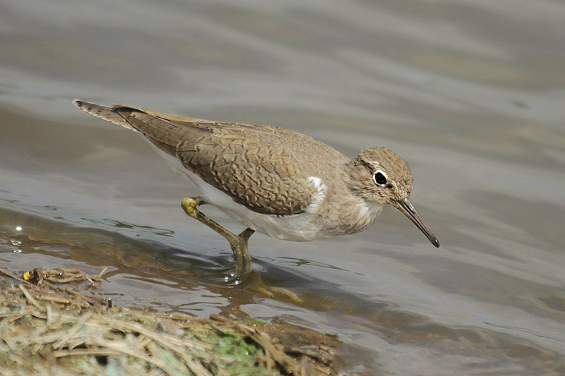 Common Sandpiper by Mick Dryden