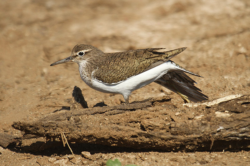 Common Sandpiper by Mick Dryden