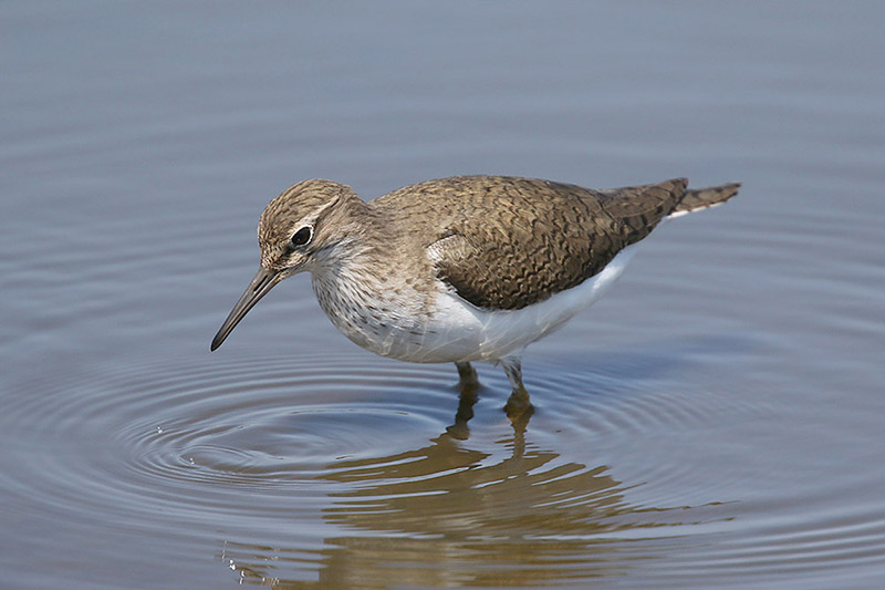 Common Sandpiper by Mick Dryden