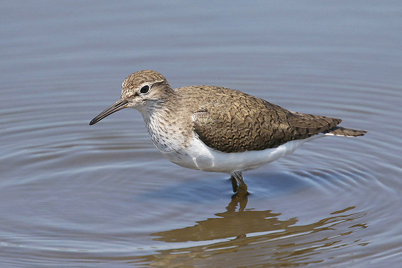 Common Sandpiper by Mick Dryden