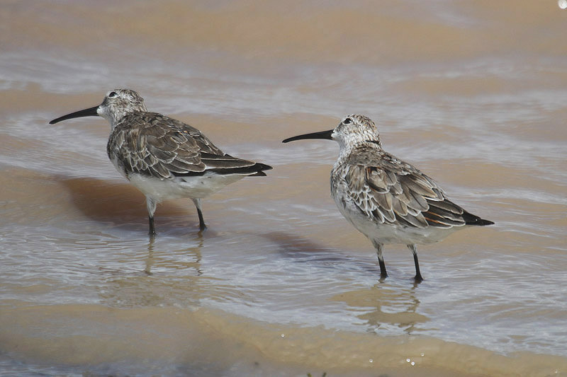 Curlew Sandpiper by Mick Dryden