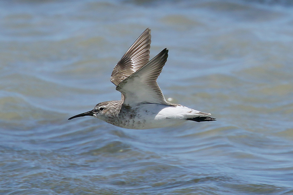 Curlew Sandpiper by Mick Dryden