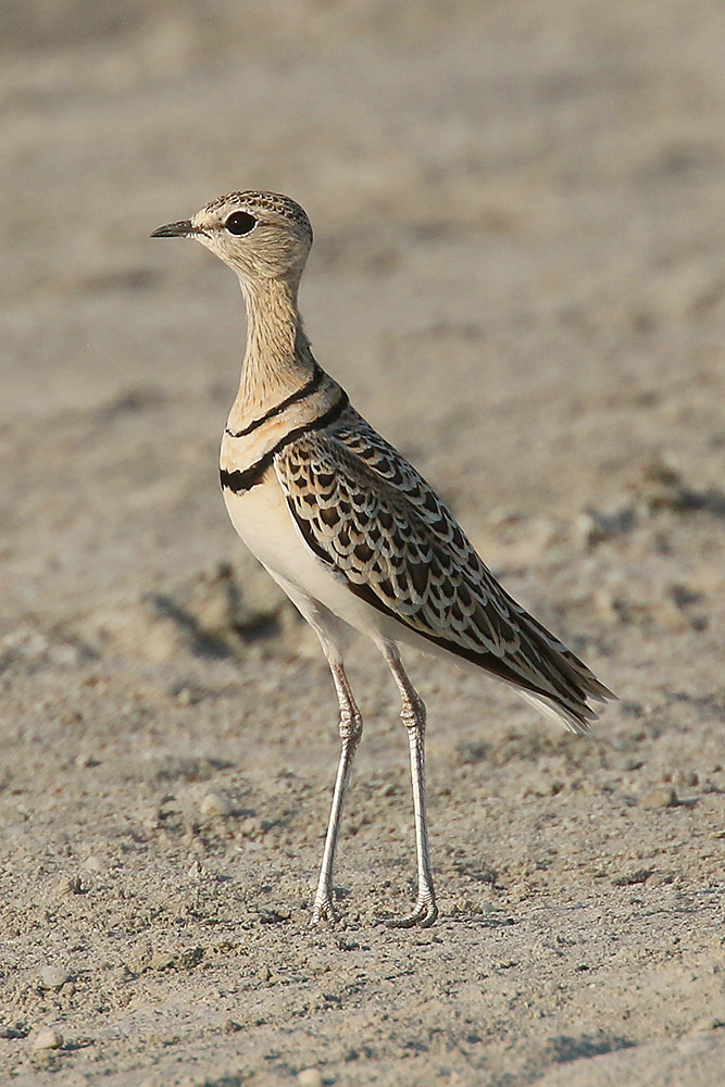 Double banded Courser by Mick Dryden