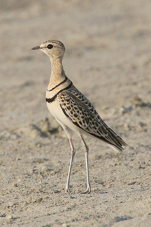 Double banded Courser by Mick Dryden