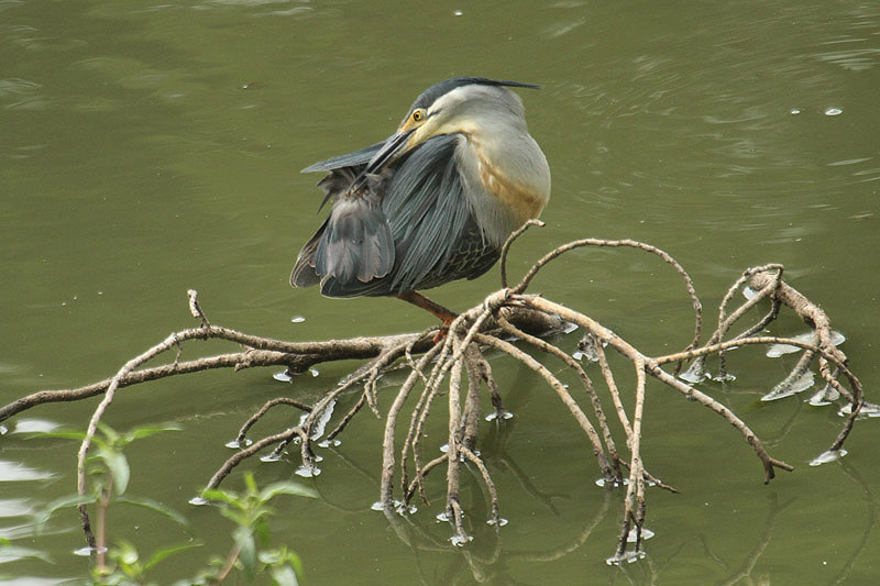 Green-backed Heron by Mick Dryden