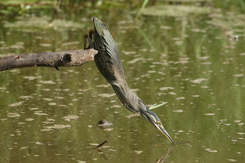 Green backed Heron by Mick Dryden