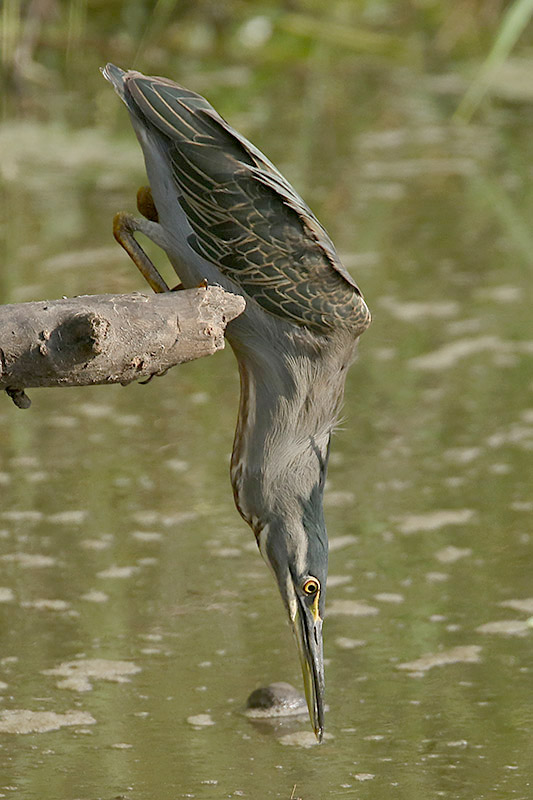 Green backed Heron by Mick Dryden