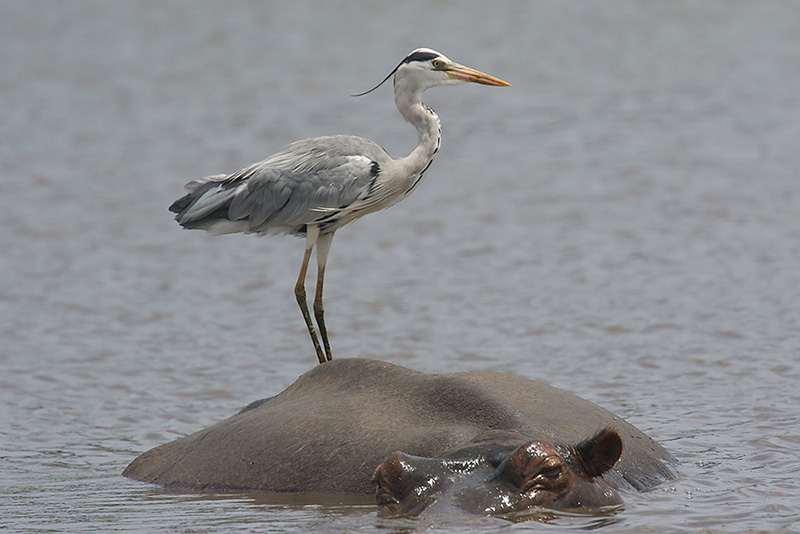 Grey Heron by Mick Dryden