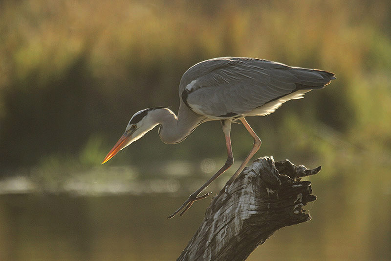 Grey Heron by Mick Dryden