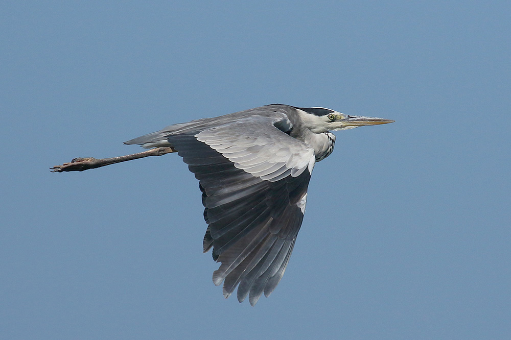 Grey Heron by Mick Dryden