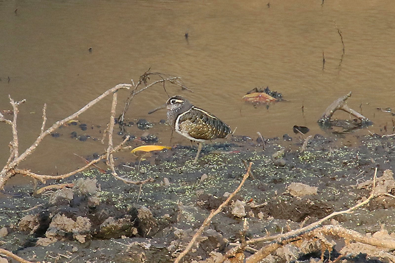 Greater Painted Snipe by Mick Dryden