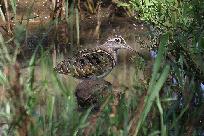 Greater Painted Snipe by Mick Dryden