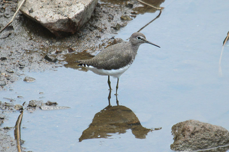 Green Sandpiper by Mick Dryden