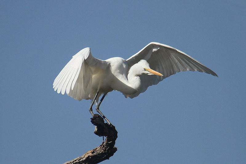 Great White Egret by Mick Dryden