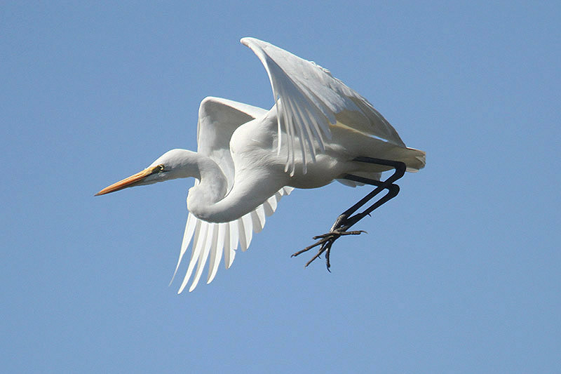 Great White Egret by Mick Dryden