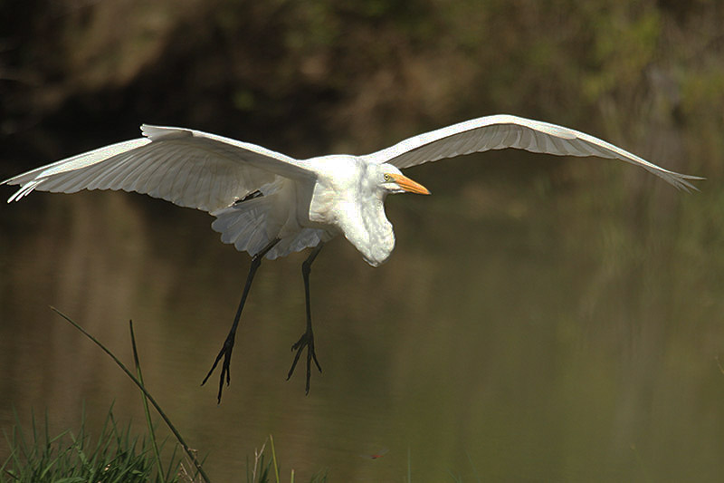 Great White Egret by Mick Dryden