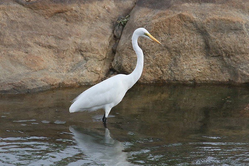 Great White Egret by Mick Dryden