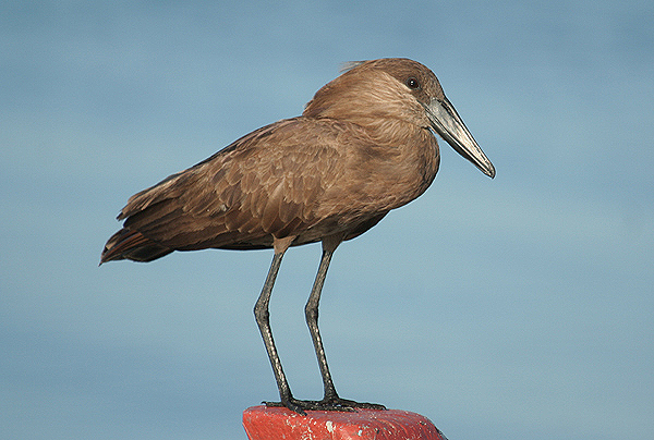 Hamerkop by Mick Dryden