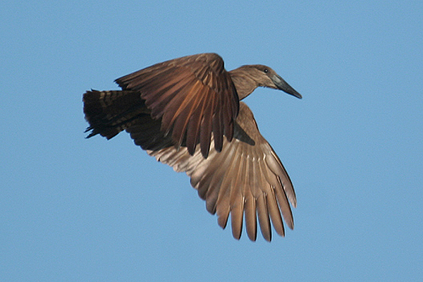 Hamerkop by Mick Dryden