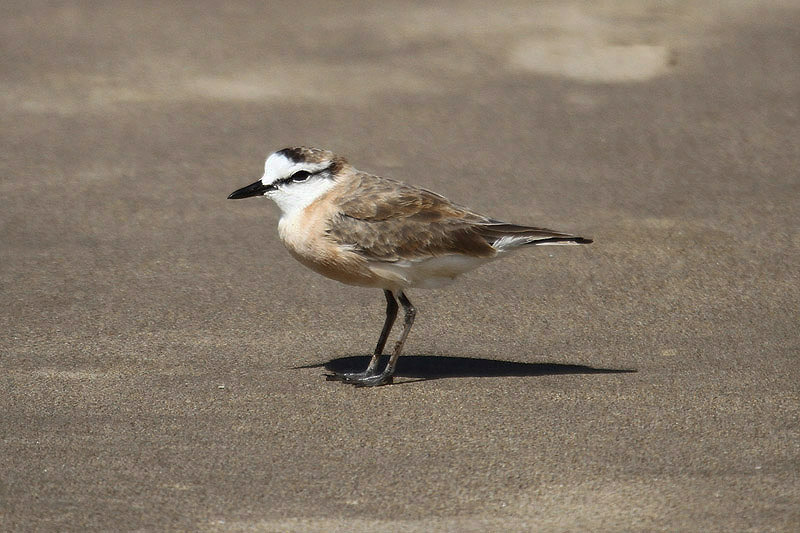 Kittlitz's Plover by Mick Dryden