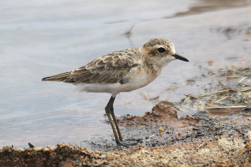 Kittlitz's Plover by Mick Dryden