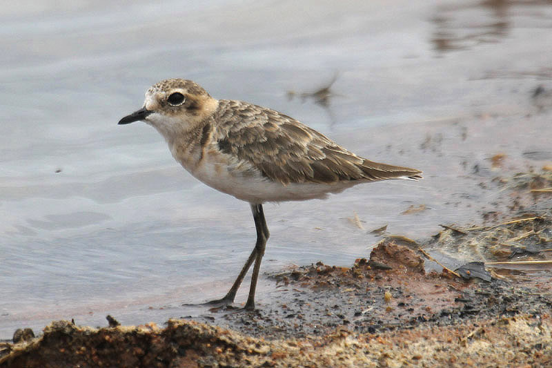 Kittlitz's Plover by Mick Dryden