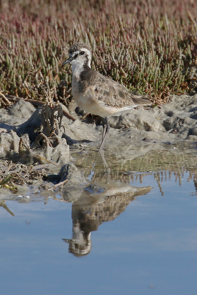 Kittlitz Plover by Mick Dryden