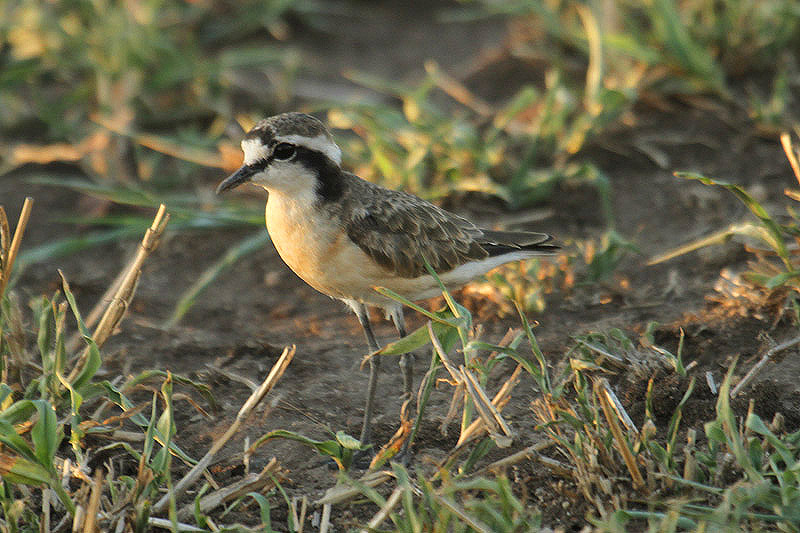 Kittlitz' Plover by Mick Dryden