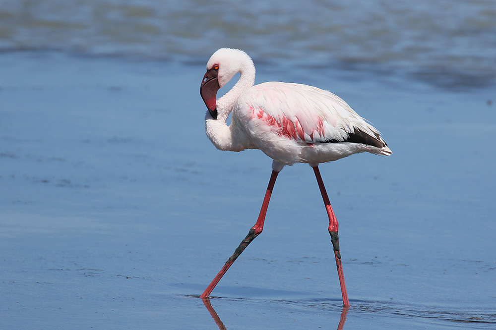 Lesser Flamingo by Mick Dryden