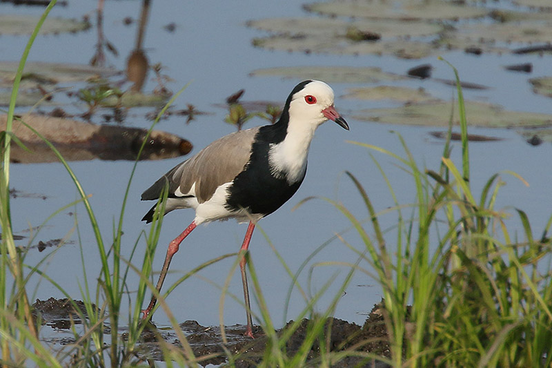 Long toed Lapwing by Mick Dryden