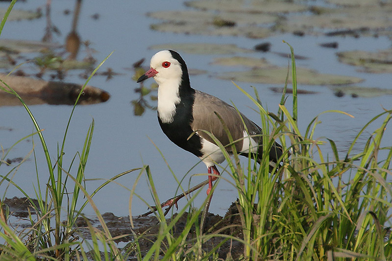 Long toed Lapwing by Mick Dryden