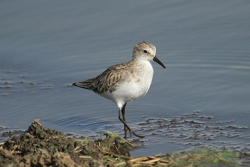 Little Stint by Mick Dryden